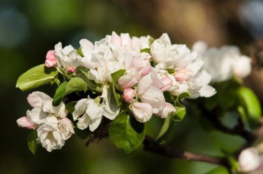 Bahar. bahar zamanı. springtide. Başbakan. Bahar çiçeği: Bahçe zemin üzerine yeni gelişen bir elma ağacının dalını