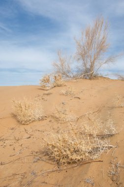 kum bahar bozkır. ağaçlar ve kum mavi gökyüzü arka plan üzerinde. Kazakistan bozkırlarında