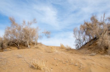 kum bahar bozkır. ağaçlar ve kum mavi gökyüzü arka plan üzerinde. Kazakistan bozkırlarında