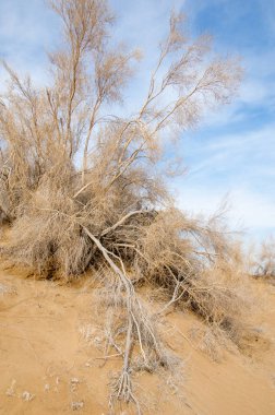kum bahar bozkır. ağaçlar ve kum mavi gökyüzü arka plan üzerinde. Kazakistan bozkırlarında