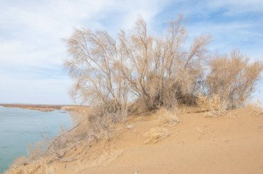 kum. bahar. su. kar. Haloxylon. Orta Asya, Sinkiang, Haloxylon ammodendron, Haloxylon persicum, beyaz saxaul, Saxaul serçe, Plantae, Kapalı tohumlular, 