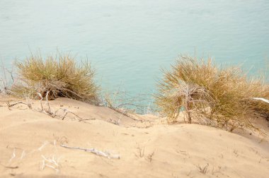 kum. bahar. su. kar. Haloxylon. Orta Asya, Sinkiang, Haloxylon ammodendron, Haloxylon persicum, beyaz saxaul, Saxaul serçe, Plantae, Kapalı tohumlular, 