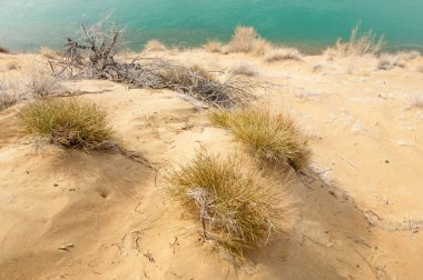 kum. Bahar. su. kar. haloxylon. Orta Asya, sinkiang, haloxylon ammodendron, haloxylon persicum, beyaz saxaul, saxaul serçe, plantae, kapalı tohumlular, fikir, temel fikir, caryophyllales, amaranthaceae, salsoloideae, Kuru, çöl, gökyüzü, bl