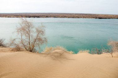 kum. Bahar. su. kar. haloxylon. Orta Asya, sinkiang, haloxylon ammodendron, haloxylon persicum, beyaz saxaul, saxaul serçe, plantae, kapalı tohumlular, fikir, temel fikir, caryophyllales, amaranthaceae, salsoloideae, Kuru, çöl, gökyüzü, bl