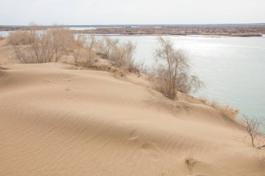 kum. Bahar. su. kar. haloxylon. Orta Asya, sinkiang, haloxylon ammodendron, haloxylon persicum, beyaz saxaul, saxaul serçe, plantae, kapalı tohumlular, fikir, temel fikir, caryophyllales, amaranthaceae, salsoloideae, Kuru, çöl, gökyüzü, bl