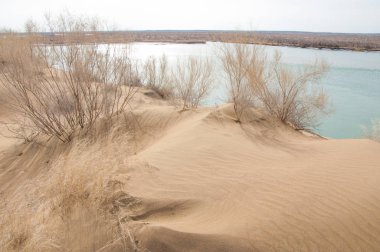 kum. Bahar. su. kar. haloxylon. Orta Asya, sinkiang, haloxylon ammodendron, haloxylon persicum, beyaz saxaul, saxaul serçe, plantae, kapalı tohumlular, fikir, temel fikir, caryophyllales, amaranthaceae, salsoloideae, Kuru, çöl, gökyüzü, bl