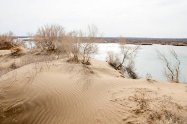 kum. Bahar. su. kar. haloxylon. Orta Asya, sinkiang, haloxylon ammodendron, haloxylon persicum, beyaz saxaul, saxaul serçe, plantae, kapalı tohumlular, fikir, temel fikir, caryophyllales, amaranthaceae, salsoloideae, Kuru, çöl, gökyüzü, bl