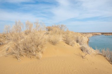 kum. Bahar. su. kar. haloxylon. Orta Asya, sinkiang, haloxylon ammodendron, haloxylon persicum, beyaz saxaul, saxaul serçe, plantae, kapalı tohumlular, fikir, temel fikir, caryophyllales, amaranthaceae, salsoloideae, Kuru, çöl, gökyüzü, bl