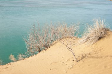 kum. Bahar. su. kar. haloxylon. Orta Asya, sinkiang, haloxylon ammodendron, haloxylon persicum, beyaz saxaul, saxaul serçe, plantae, kapalı tohumlular, fikir, temel fikir, caryophyllales, amaranthaceae, salsoloideae, Kuru, çöl, gökyüzü, bl