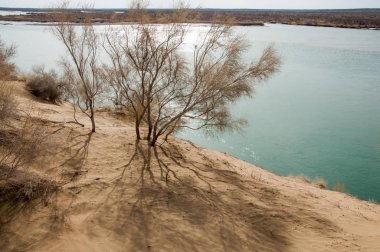 kum. Bahar. su. kar. haloxylon. Orta Asya, sinkiang, haloxylon ammodendron, haloxylon persicum, beyaz saxaul, saxaul serçe, plantae, kapalı tohumlular, fikir, temel fikir, caryophyllales, amaranthaceae, salsoloideae, Kuru, çöl, gökyüzü, bl