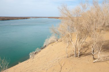 kum. Bahar. su. kar. haloxylon. Orta Asya, sinkiang, haloxylon ammodendron, haloxylon persicum, beyaz saxaul, saxaul serçe, plantae, kapalı tohumlular, fikir, temel fikir, caryophyllales, amaranthaceae, salsoloideae, Kuru, çöl, gökyüzü, bl