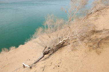 kum. Bahar. su. kar. haloxylon. Orta Asya, sinkiang, haloxylon ammodendron, haloxylon persicum, beyaz saxaul, saxaul serçe, plantae, kapalı tohumlular, fikir, temel fikir, caryophyllales, amaranthaceae, salsoloideae, Kuru, çöl, gökyüzü, bl