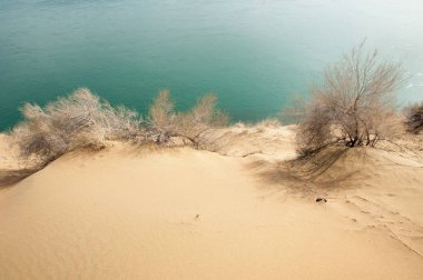 kum. Bahar. su. kar. haloxylon. Orta Asya, sinkiang, haloxylon ammodendron, haloxylon persicum, beyaz saxaul, saxaul serçe, plantae, kapalı tohumlular, fikir, temel fikir, caryophyllales, amaranthaceae, salsoloideae, Kuru, çöl, gökyüzü, bl