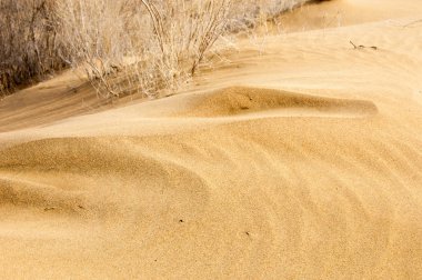 kum bahar bozkır. ağaçlar ve kum mavi gökyüzü arka plan üzerinde. Kazakistan bozkırlarında