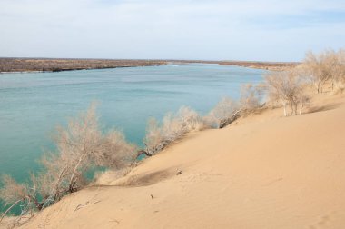 kum. Bahar. su. kar. haloxylon. Orta Asya, sinkiang, haloxylon ammodendron, haloxylon persicum, beyaz saxaul, saxaul serçe, plantae, kapalı tohumlular, fikir, temel fikir, caryophyllales, amaranthaceae, salsoloideae, Kuru, çöl, gökyüzü, bl