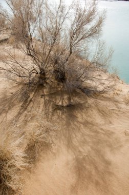 kum. Bahar. su. kar. haloxylon. Orta Asya, sinkiang, haloxylon ammodendron, haloxylon persicum, beyaz saxaul, saxaul serçe, plantae, kapalı tohumlular, fikir, temel fikir, caryophyllales, amaranthaceae, salsoloideae, Kuru, çöl, gökyüzü, bl