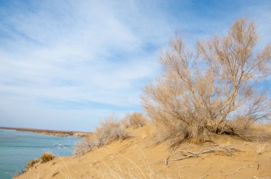 kum. Bahar. su. kar. haloxylon. Orta Asya, sinkiang, haloxylon ammodendron, haloxylon persicum, beyaz saxaul, saxaul serçe, plantae, kapalı tohumlular, fikir, temel fikir, caryophyllales, amaranthaceae, salsoloideae, Kuru, çöl, gökyüzü, bl