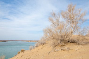 kum. Bahar. su. kar. haloxylon. Orta Asya, sinkiang, haloxylon ammodendron, haloxylon persicum, beyaz saxaul, saxaul serçe, plantae, kapalı tohumlular, fikir, temel fikir, caryophyllales, amaranthaceae, salsoloideae, Kuru, çöl, gökyüzü, bl