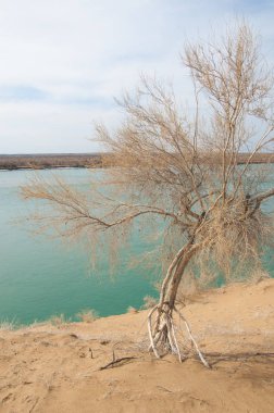 kum. Bahar. su. kar. haloxylon. Orta Asya, sinkiang, haloxylon ammodendron, haloxylon persicum, beyaz saxaul, saxaul serçe, plantae, kapalı tohumlular, fikir, temel fikir, caryophyllales, amaranthaceae, salsoloideae, Kuru, çöl, gökyüzü, bl