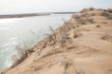 kum. Bahar. su. kar. haloxylon. Orta Asya, sinkiang, haloxylon ammodendron, haloxylon persicum, beyaz saxaul, saxaul serçe, plantae, kapalı tohumlular, fikir, temel fikir, caryophyllales, amaranthaceae, salsoloideae, Kuru, çöl, gökyüzü, bl