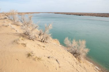 kum. Bahar. su. kar. haloxylon. Orta Asya, sinkiang, haloxylon ammodendron, haloxylon persicum, beyaz saxaul, saxaul serçe, plantae, kapalı tohumlular, fikir, temel fikir, caryophyllales, amaranthaceae, salsoloideae, Kuru, çöl, gökyüzü, bl