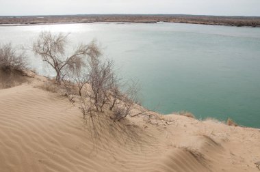 kum. Bahar. su. kar. haloxylon. Orta Asya, sinkiang, haloxylon ammodendron, haloxylon persicum, beyaz saxaul, saxaul serçe, plantae, kapalı tohumlular, fikir, temel fikir, caryophyllales, amaranthaceae, salsoloideae, Kuru, çöl, gökyüzü, bl