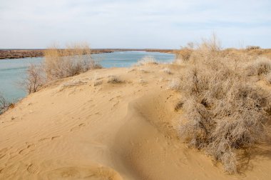 kum. Bahar. su. kar. haloxylon. Orta Asya, sinkiang, haloxylon ammodendron, haloxylon persicum, beyaz saxaul, saxaul serçe, plantae, kapalı tohumlular, fikir, temel fikir, caryophyllales, amaranthaceae, salsoloideae, Kuru, çöl, gökyüzü, bl