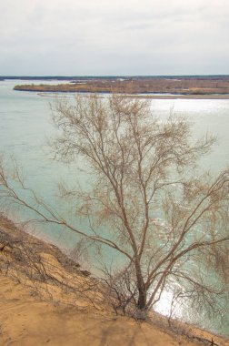 kum. Bahar. su. kar. haloxylon. Orta Asya, sinkiang, haloxylon ammodendron, haloxylon persicum, beyaz saxaul, saxaul serçe, plantae, kapalı tohumlular, fikir, temel fikir, caryophyllales, amaranthaceae, salsoloideae, Kuru, çöl, gökyüzü, bl