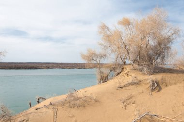 kum. Bahar. su. kar. haloxylon. Orta Asya, sinkiang, haloxylon ammodendron, haloxylon persicum, beyaz saxaul, saxaul serçe, plantae, kapalı tohumlular, fikir, temel fikir, caryophyllales, amaranthaceae, salsoloideae, Kuru, çöl, gökyüzü, bl