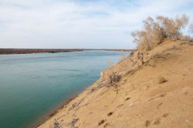 kum. Bahar. su. kar. haloxylon. Orta Asya, sinkiang, haloxylon ammodendron, haloxylon persicum, beyaz saxaul, saxaul serçe, plantae, kapalı tohumlular, fikir, temel fikir, caryophyllales, amaranthaceae, salsoloideae, Kuru, çöl, gökyüzü, bl