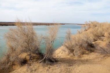 kum. Bahar. su. kar. haloxylon. Orta Asya, sinkiang, haloxylon ammodendron, haloxylon persicum, beyaz saxaul, saxaul serçe, plantae, kapalı tohumlular, fikir, temel fikir, caryophyllales, amaranthaceae, salsoloideae, Kuru, çöl, gökyüzü, bl