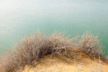 kum. Bahar. su. kar. haloxylon. Orta Asya, sinkiang, haloxylon ammodendron, haloxylon persicum, beyaz saxaul, saxaul serçe, plantae, kapalı tohumlular, fikir, temel fikir, caryophyllales, amaranthaceae, salsoloideae, Kuru, çöl, gökyüzü, bl