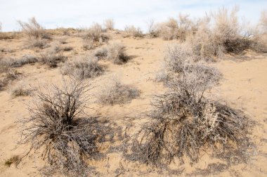 kum. Bahar. su. kar. haloxylon. Orta Asya, sinkiang, haloxylon ammodendron, haloxylon persicum, beyaz saxaul, saxaul serçe, plantae, kapalı tohumlular, fikir, temel fikir, caryophyllales, amaranthaceae, salsoloideae, Kuru, çöl, gökyüzü, bl