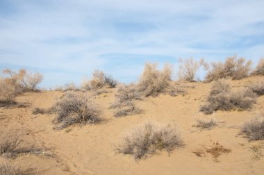 kum. Bahar. su. kar. haloxylon. Orta Asya, sinkiang, haloxylon ammodendron, haloxylon persicum, beyaz saxaul, saxaul serçe, plantae, kapalı tohumlular, fikir, temel fikir, caryophyllales, amaranthaceae, salsoloideae, Kuru, çöl, gökyüzü, bl