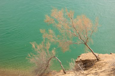 kum. Bahar. su. kar. haloxylon. Orta Asya, sinkiang, haloxylon ammodendron, haloxylon persicum, beyaz saxaul, saxaul serçe, plantae, kapalı tohumlular, fikir, temel fikir, caryophyllales, amaranthaceae, salsoloideae, Kuru, çöl, gökyüzü, bl