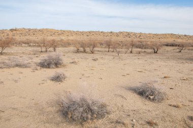kum bahar bozkır. ağaçlar ve kum mavi gökyüzü arka plan üzerinde. Kazakistan bozkırlarında
