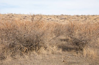 kum bahar bozkır. ağaçlar ve kum mavi gökyüzü arka plan üzerinde. Kazakistan bozkırlarında