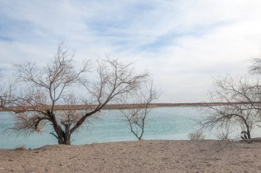 Kazakistan, yalnız ağaç erken baharda bozkırlarında. 