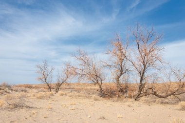 Kazakistan, yalnız ağaç erken baharda bozkırlarında. 