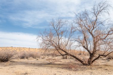 Kazakistan, yalnız ağaç erken baharda bozkırlarında. 