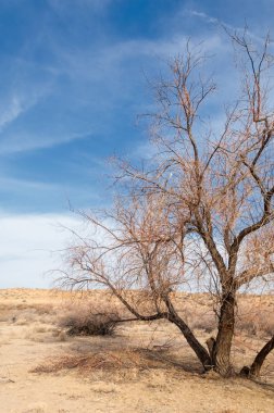 Kazakistan, yalnız ağaç erken baharda bozkırlarında. 