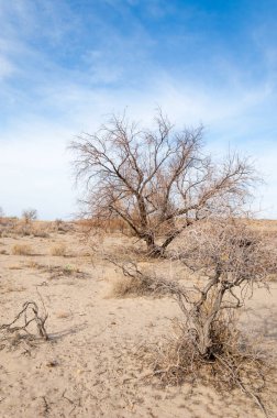 Kazakistan, yalnız ağaç erken baharda bozkırlarında. 