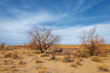 Kazakistan, yalnız ağaç erken baharda bozkırlarında. 