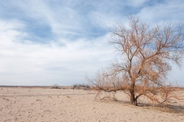 Kazakistan, yalnız ağaç erken baharda bozkırlarında. 