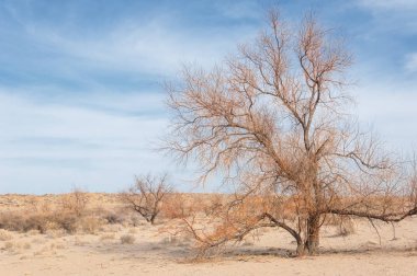 Kazakistan, yalnız ağaç erken baharda bozkırlarında. 