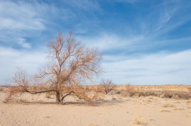 Kazakistan, yalnız ağaç erken baharda bozkırlarında. 