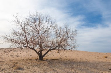 Kazakistan, yalnız ağaç erken baharda bozkırlarında. 