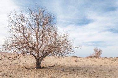 Kazakistan, yalnız ağaç erken baharda bozkırlarında. 