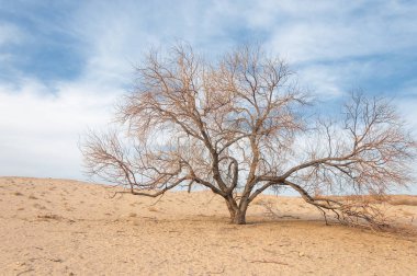 Kazakistan, yalnız ağaç erken baharda bozkırlarında. 