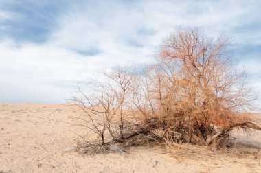 Kazakistan, yalnız ağaç erken baharda bozkırlarında. 